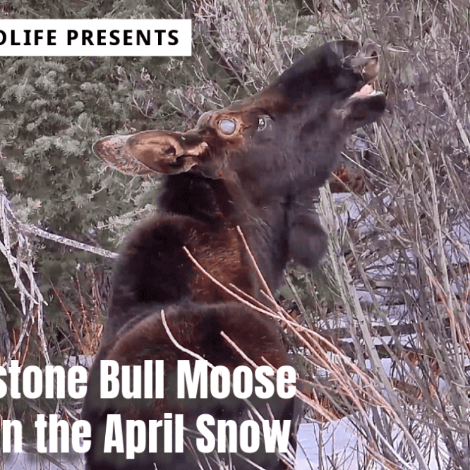 Bull Moose with Shed Antlers/Paddles Forages in the April 2024 Snow in Yellowstone This Bull Moose is foraging in the melting snow of an unseasonably warm April in Yellowstone. Notice that he has shed his antlers or paddles and they haven’t started regrowing yet.