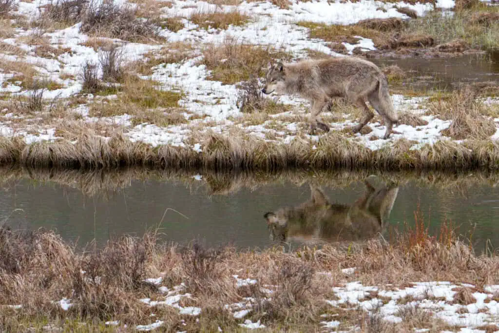 Reflection of a Wolf A Yellowstone wolf from the Rescue Creek pack travels along a pond in the Northern Range on a wintry May day. Photographed May 9th, 2024, by Scott Brovsky, Big Sky Wildlife.
