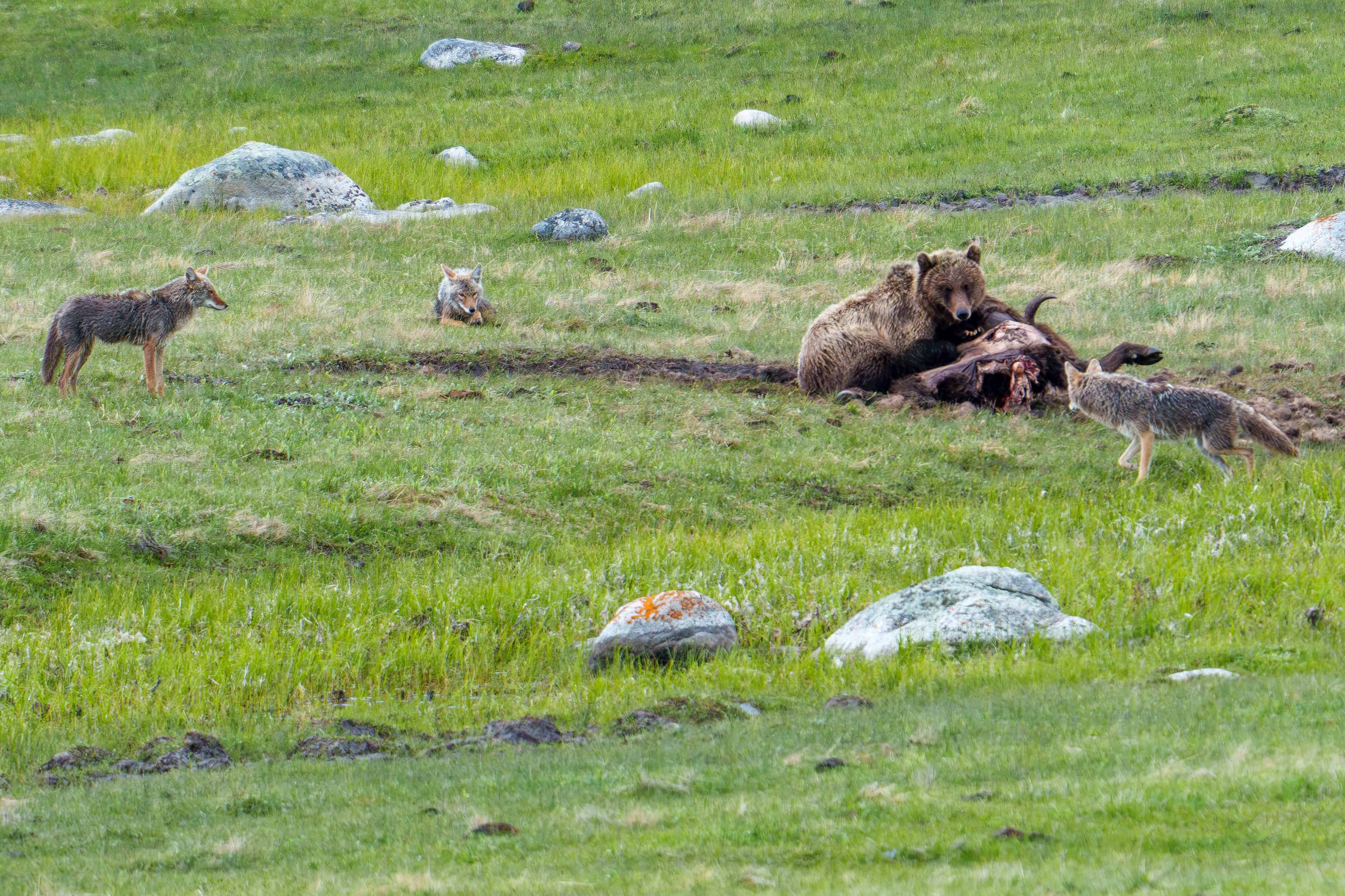 Come and Take It
A female Grizzly guards a Bison carcass as three coyotes come in for a closer look.
Photographed in Little America, Yellowstone on May 23rd 2024 by Scott Brovsky.