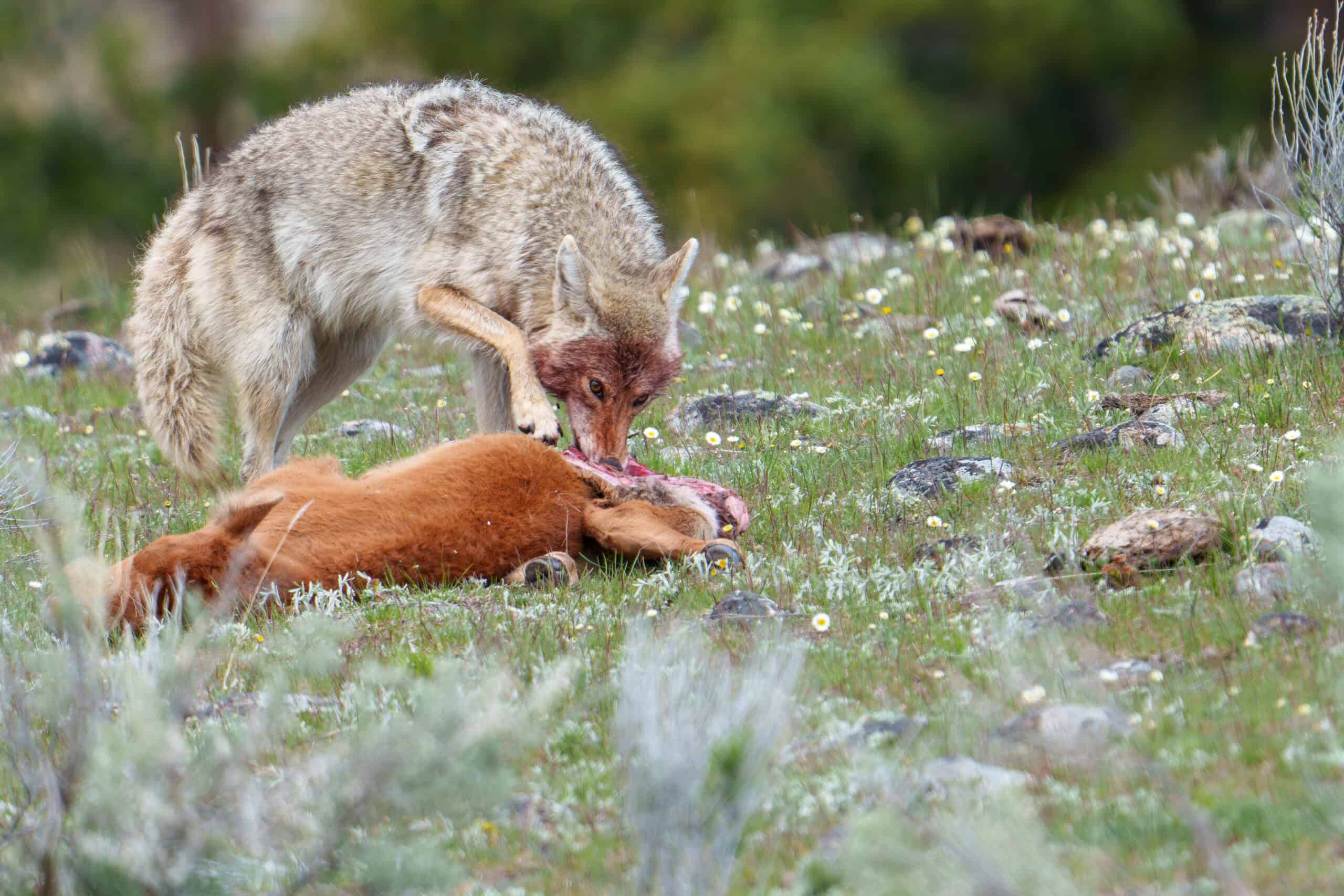 Nothing is Wasted in Yellowstone A coyote parent feeds on a Red Dog (Baby Bison) that had sadly been hit by a car in the Northern Range of Yellowstone. Nothing is wasted here in Yellowstone. The coyote filled its stomach on many trips to take meat back to the pups waiting at the den. Photographed on May 25th 2024 by Scott Brovsky.