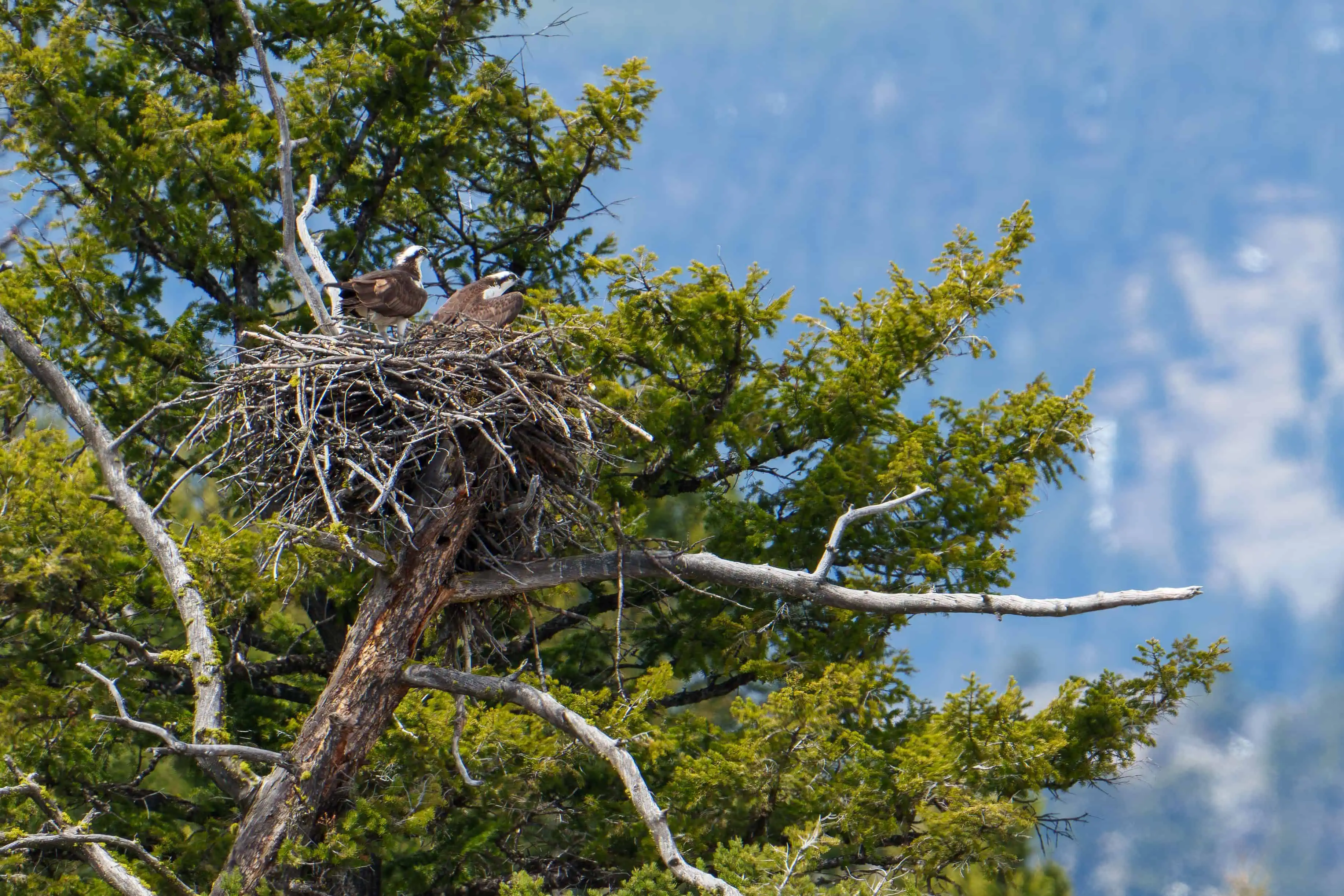 It’s wonderful to have this mating pair of Ospreys back in Lamar Canyon again this year prepping their nest for egg laying. In the second photo you can see an Osprey returning to the nest grasping dirt in his/her talons. In the third photo the couple is positioning a new stick they just brought back to the nest. Photographed April 19th, 2024 by Scott Brovsky, Big Sky Wildlife.