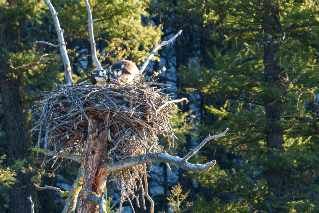It’s wonderful to have this mating pair of Ospreys back in Lamar Canyon again this year prepping their nest for egg laying. In the second photo you can see an Osprey returning to the nest grasping dirt in his/her talons. In the third photo the couple is positioning a new stick they just brought back to the nest. Photographed April 19th, 2024 by Scott Brovsky, Big Sky Wildlife.