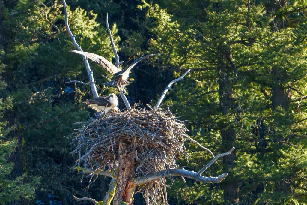 It’s wonderful to have this mating pair of Ospreys back in Lamar Canyon again this year prepping their nest for egg laying. In the second photo you can see an Osprey returning to the nest grasping dirt in his/her talons. In the third photo the couple is positioning a new stick they just brought back to the nest. Photographed April 19th, 2024 by Scott Brovsky, Big Sky Wildlife.