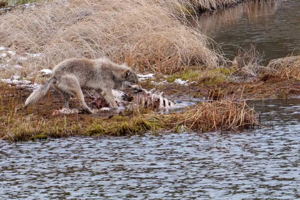 A Yellowstone wolf from the Rescue Creek pack enjoys a late bison carcass breakfast. Late by wolf standards anyway - 9:30AM. Notice the teeth on the bison skull behind him. Photographed May 9th, 2024, by Scott Brovsky, Big Sky Wildlife.