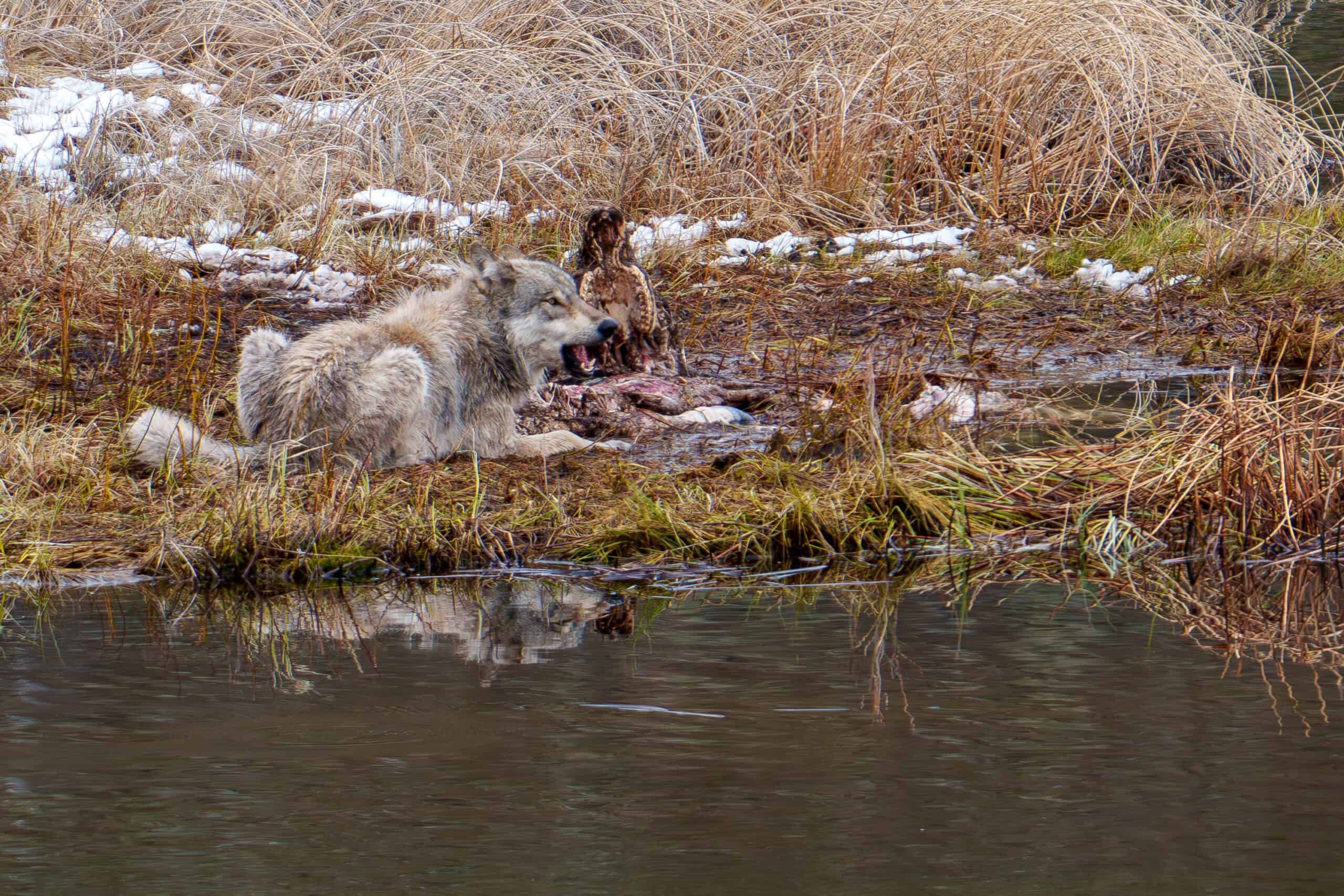 A Yellowstone wolf from the Rescue Creek pack enjoys a late bison carcass breakfast. Late by wolf standards anyway - 9:30AM. Notice the teeth on the bison skull behind him. Photographed May 9th, 2024, by Scott Brovsky, Big Sky Wildlife.