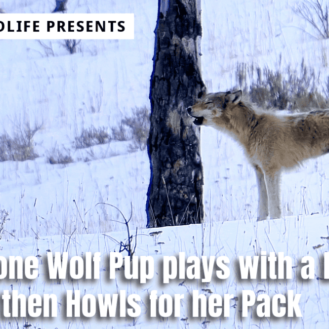 This female wolf pup was left behind when the rest of the Shrimp Lake pack went out on a hunt. After she played with the leg bone of a Bison carcass, she got lonely and started howling for the pack at sunset. This is the actual audio of her howl. It is very hard to capture audio out in the field and almost all of the audio you hear in wildlife documentaries is created in a studio. Luckily she was close enough for me to be able to capture her howling. Filmed March 16th, 2024 at dusk by Scott Brovsky, Big Sky Wildlife.