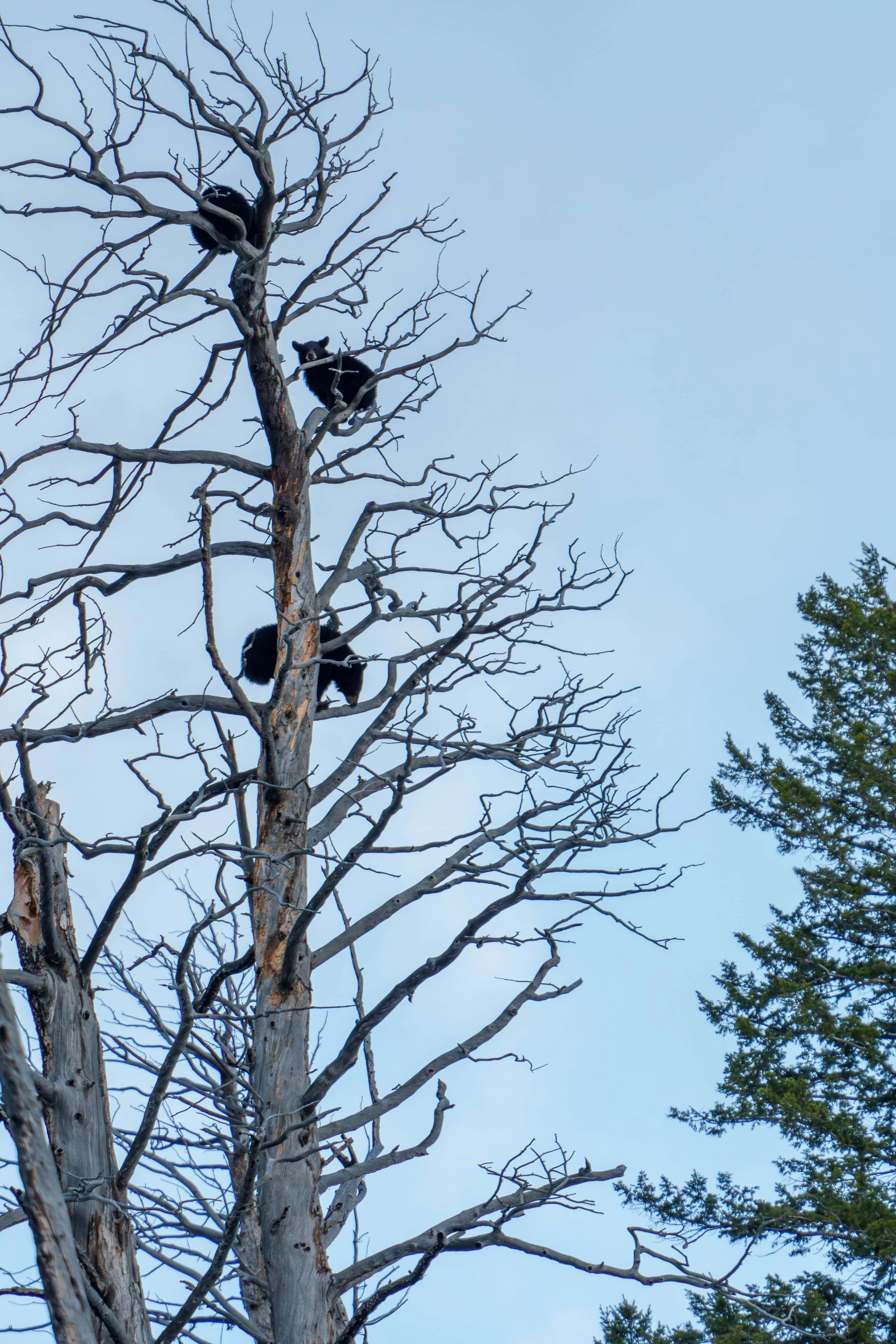 A Black Bear mom looks down at a Cinnamon Black Bear boar from the safety of a tall tree in the northern range of Yellowstone. She and her 3 cubs (the black blob at the top of the tree is actually 2 cubs) ended up spending the night in the tree to keep her cubs safe. Photographed handheld after sunset on April 25th 2024 by Scott Brovsky, Big Sky Wildlife.