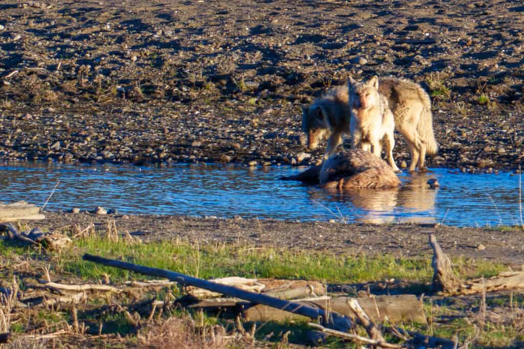 Two members of the Mollie’s Wolf Pack feed on an elk carcass in the Lamar River at Sunset on May 12th 2024. Lamar Valley, Yellowstone. Photo by Scott Brovsky, Big Sky Wildlife.