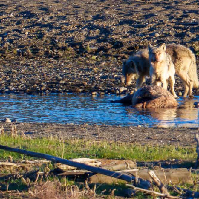 Two members of the Mollie’s Wolf Pack feed on an elk carcass in the Lamar River at Sunset on May 12th 2024. Lamar Valley, Yellowstone. Photo by Scott Brovsky, Big Sky Wildlife.