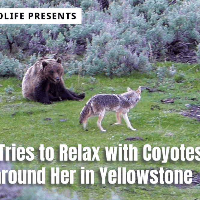A Grizzly Tries to Relax with Coyotes Buzzing around Her in Yellowstone. This female grizzly is trying to relax for a back scratch, but she needs to be wary of a nip from the coyotes around her. Filmed May 23rd, 2024 in Yellowstone National Park by Scott Brovsky, Big Sky Wildlife.