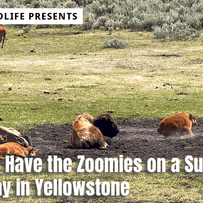 Red Dogs (Baby Bison) have the Zoomies on a Sunny Spring Day in May in Yellowstone Filmed handheld on May 10th 2024 with my Apple iPhone 15 Pro Max.