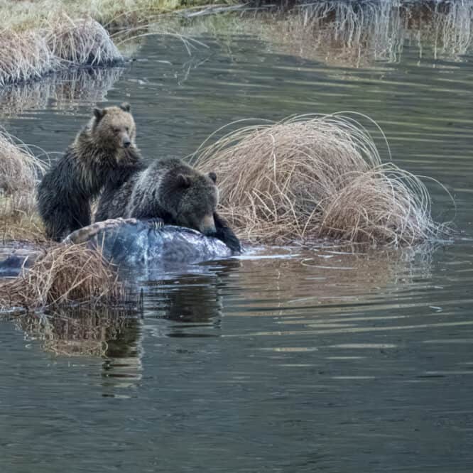 A one year old Grizzly cub tries to help his mom pull a winter kill adult female Bison out of the pond in the Northern Range of Yellowstone. Photographed at dusk on May 5th 2024 by Scott Brovsky, Big Sky Wildlife.