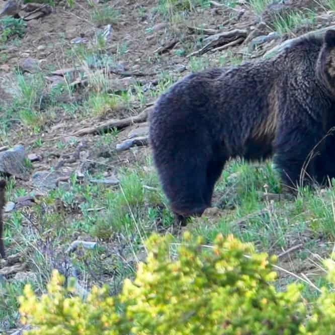 This Grizzly Bear sow and her 3 Coys (Cubs of the Year) try to forage on a mountainside while the chaos of a Yellowstone Bear jam develops below them. Video filmed May 27th 2024 by Scott Brovsky, Big Sky Wildlife.