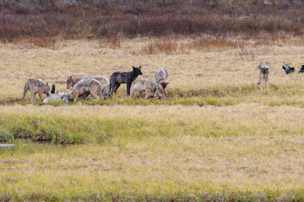 The 8 Mile Wolf pack feeds on a winter kill bison in Yellowstone. Based on the bison’s fur missing from its head, it had likely been in the pond for some time. A large Grizzly had found the carcass earlier in the day and had been feeding on it. The wolves and grizzly battled over the carcass off and on. I have a video of one of the encounters I will edit and post soon. Photographed May 19th 2024 by Scott Brovsky, Big Sky Wildlife.
