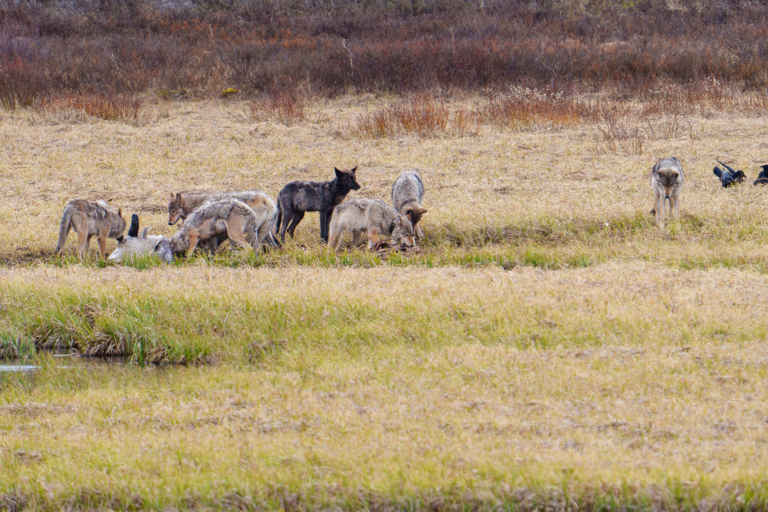 The 8 Mile Wolf Pack Feeds on a Winter Kill Bison - Big Sky Wildlife