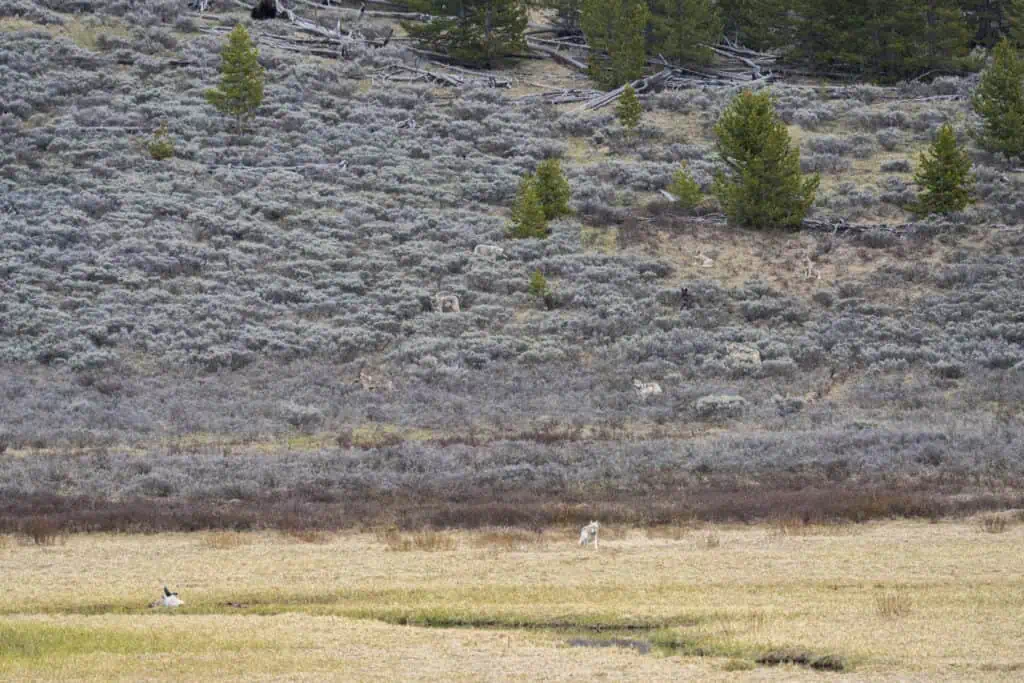 8 Mile Wolf Pack Watches a Bison Carcass The 8 Mile Wolf pack waits for it to get a bit darker before coming down to feed on a winter kill bison carcass. How many wolves can you see? And what’s that at the top of and partially out of the frame? Photographed May 19th 2024 in the Swan Lake area of Yellowstone by Scott Brovsky, Big Sky Wildlife.