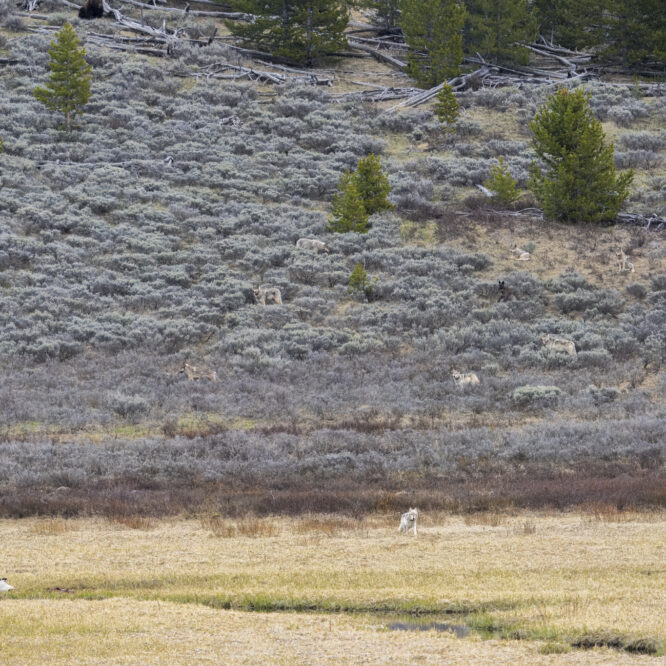 8 Mile Wolf Pack Watches a Bison Carcass The 8 Mile Wolf pack waits for it to get a bit darker before coming down to feed on a winter kill bison carcass. How many wolves can you see? And what’s that at the top of and partially out of the frame? Photographed May 19th 2024 in the Swan Lake area of Yellowstone by Scott Brovsky, Big Sky Wildlife.