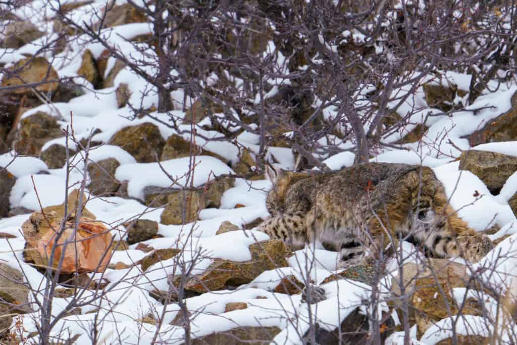 A Bobcat stalks its prey in the Northern Range of Yellowstone. Bobcats are rarely seen in Yellowstone, so watching this beauty hunt was a real treat. Photographed at dusk March 24th 2024 by Scott Brovsky, Big Sky Wildlife.