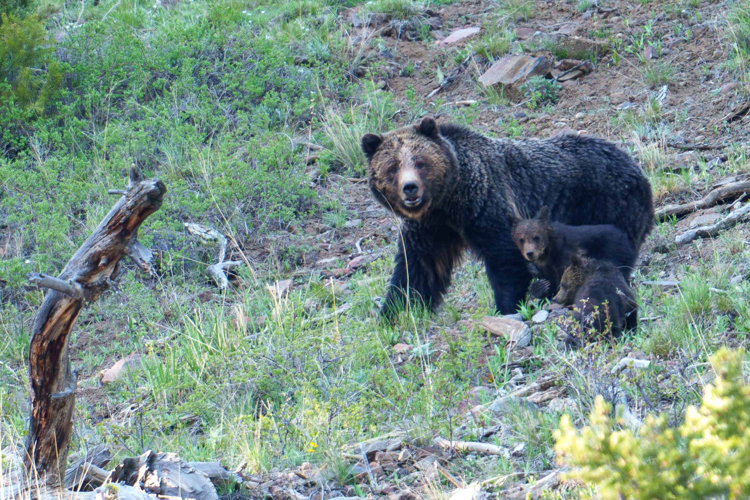 A Grizzly mom with 2 of her 3 Coys (cubs of the year). Sadly, a week after I took this photo, she had lost one of her coys. As of yesterday, they haven’t found each other again. Photographed in Yellowstone on May 27th 2024 by Scott Brovsky, Big Sky Wildlife.
