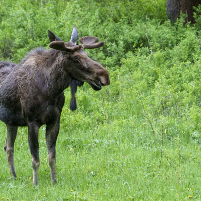 Bull Moose surrounded by Green For Moose Monday, we have a bull moose coming out of the forest to graze on some greenery in Northeastern Yellowstone. Photographed on June 15th 2024 by Scott Brovsky, Big Sky Wildlife.