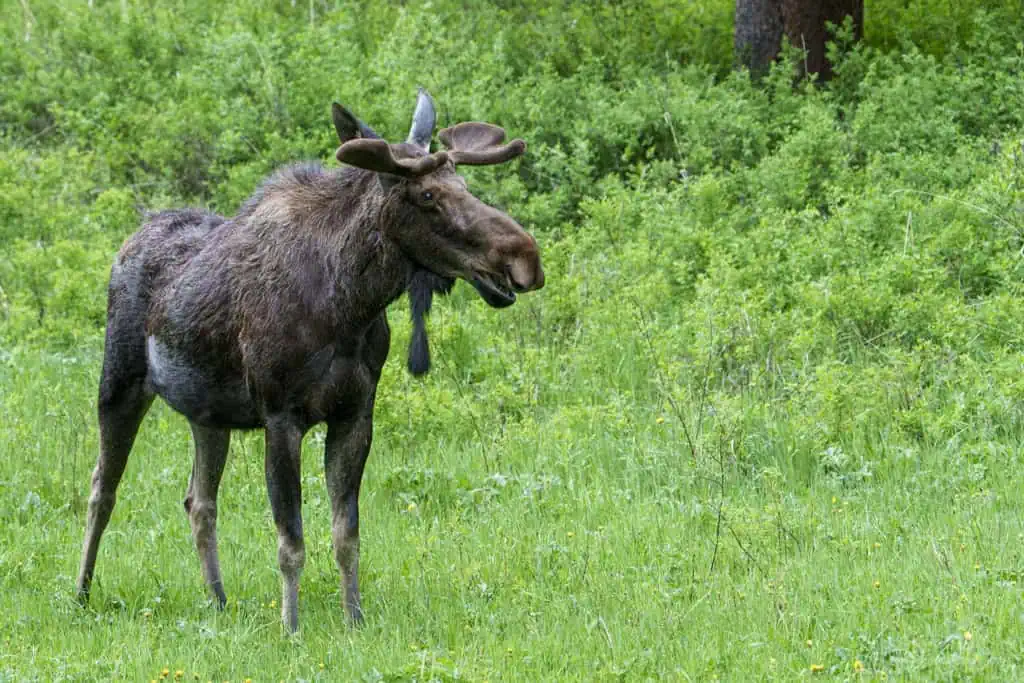 Bull Moose surrounded by Green For Moose Monday, we have a bull moose coming out of the forest to graze on some greenery in Northeastern Yellowstone. Photographed on June 15th 2024 by Scott Brovsky, Big Sky Wildlife.