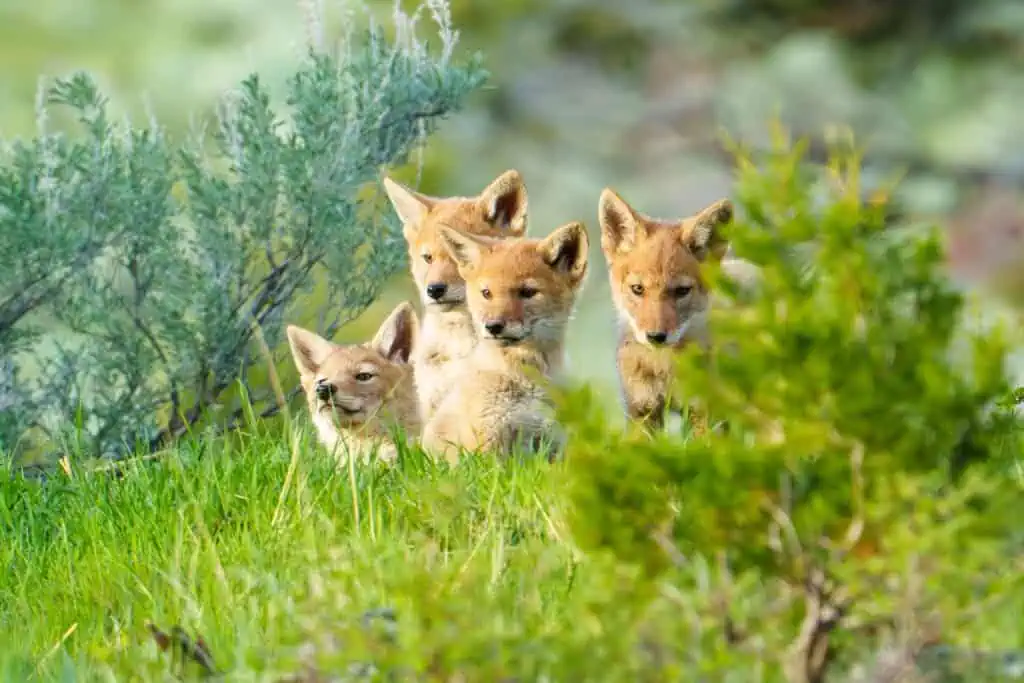 Four of six Coyote pups at sunset just outside their den in Yellowstone. It was such a joy to watch them play. Photographed on May 28th 2024 by Scott Brovsky, Big Sky Wildlife.