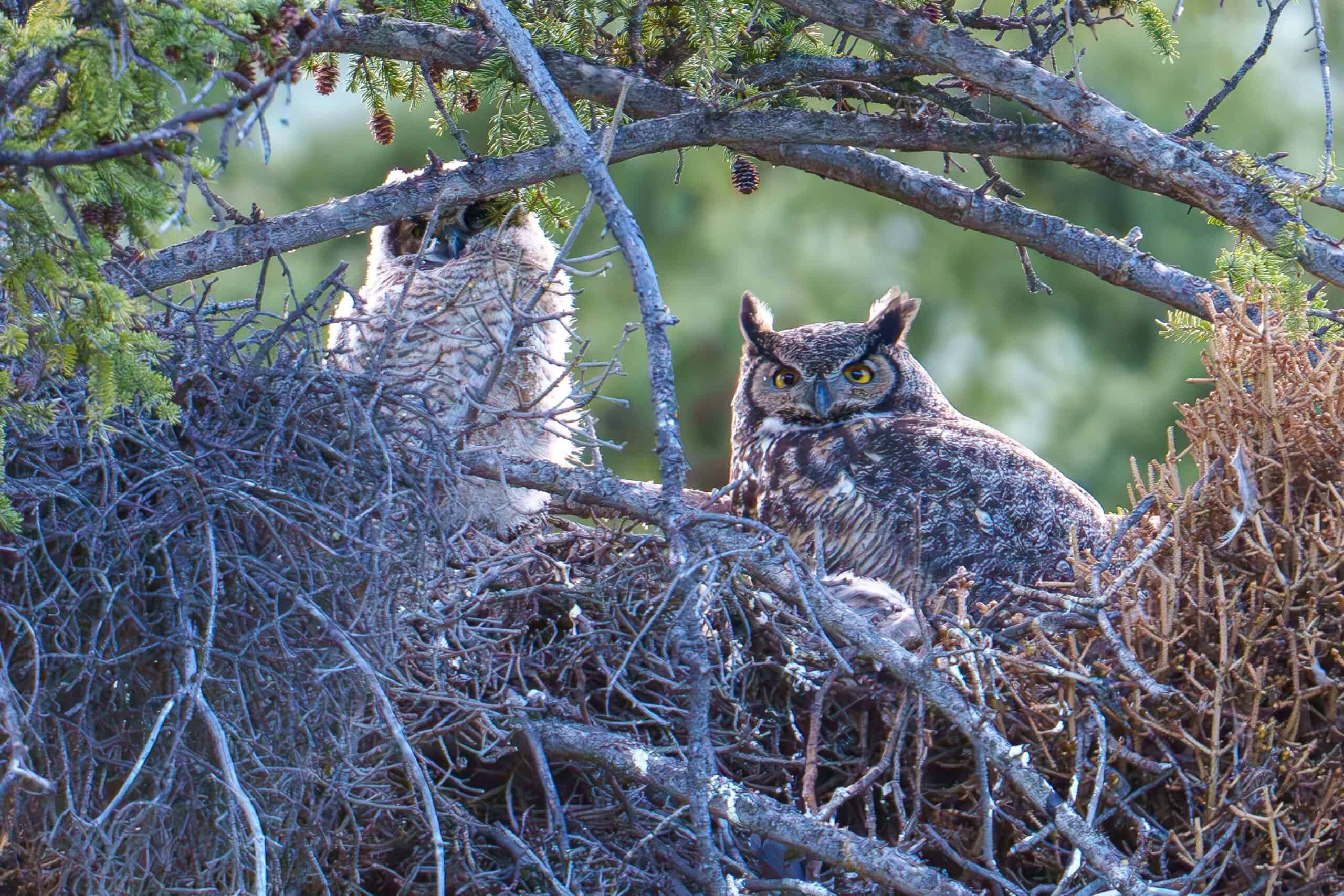 It has been amazing to see how fast this Great Horned owlet has grown in the last week since I took these photos. I still haven’t been able to get a photo where at least one of them doesn’t have their head obscured by nest branches. 😂 Photographed May 30th 2024 by Scott Brovsky, Big Sky Wildlife.