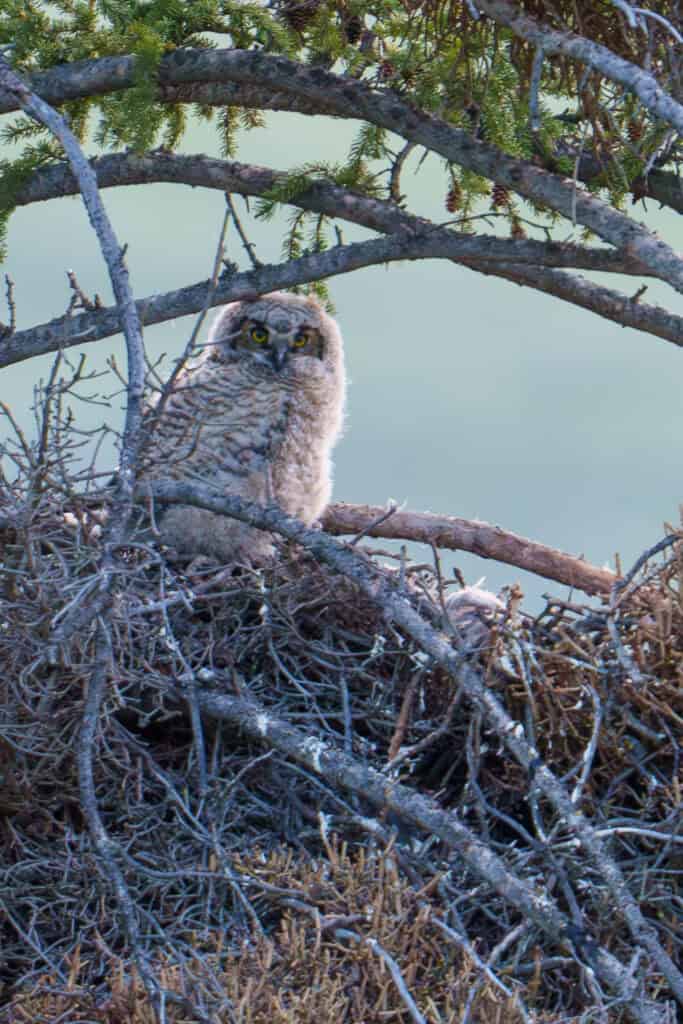It has been amazing to see how fast this Great Horned owlet has grown in the last week since I took these photos. I still haven’t been able to get a photo where at least one of them doesn’t have their head obscured by nest branches. 😂 Photographed May 30th 2024 by Scott Brovsky, Big Sky Wildlife.