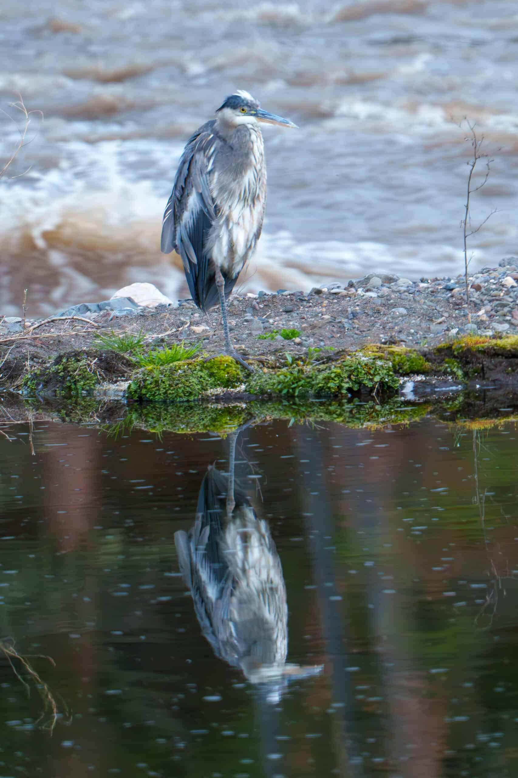 Great Blue Heron Yin and Yang at Soda Butte Creek A Great Blue Heron stands on one leg with the stillness of its fishing pond in front and the tumult of the snow melt filled Soda Butte Creek behind. Photographed June 5th 2024 by Scott Brovsky, Big Sky Wildlife.