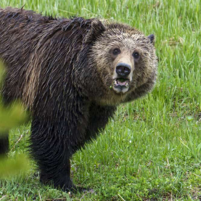 Portrait of Jam This beautiful female grizzly is one of the older daughters of Raspberry. Photographed on June 9th 2024 near Yellowstone Lake.
