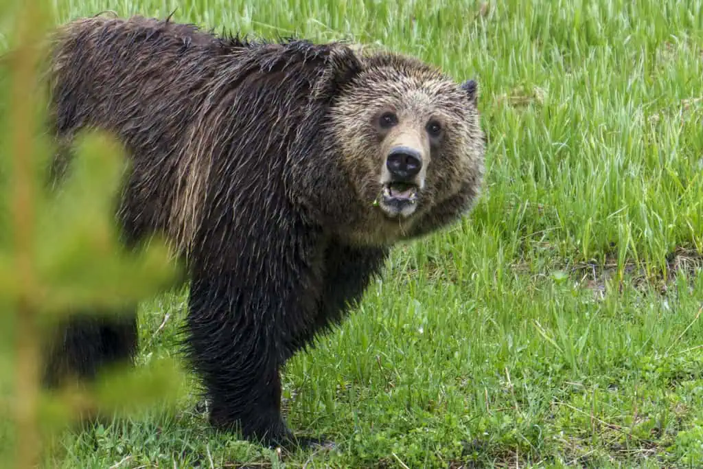 Portrait of Jam This beautiful female grizzly is one of the older daughters of Raspberry. Photographed on June 9th 2024 near Yellowstone Lake.