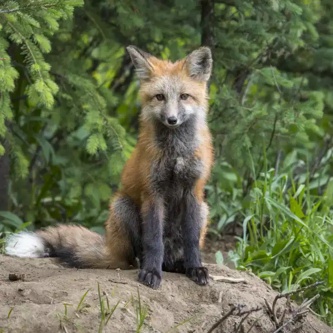 Fox Kits in Yellowstone, One with some Melanism Check out these two Red Fox siblings. One of them is showing some melanism, a genetic mutation that results in an increased amount of dark pigmentation, making his/her fur appear black or significantly darker than the typical red and white of the species. Melanism in red foxes, scientifically known as *Vulpes vulpes*, is much less common than in other species, such as the black panther, which is a melanistic form of leopards or jaguars. In red foxes, this trait is particularly rare and is the result of a recessive allele. This means that both of the parents must carry this allele to produce a melanistic offspring like this one, a genetic combination that is uncommon in the wild.