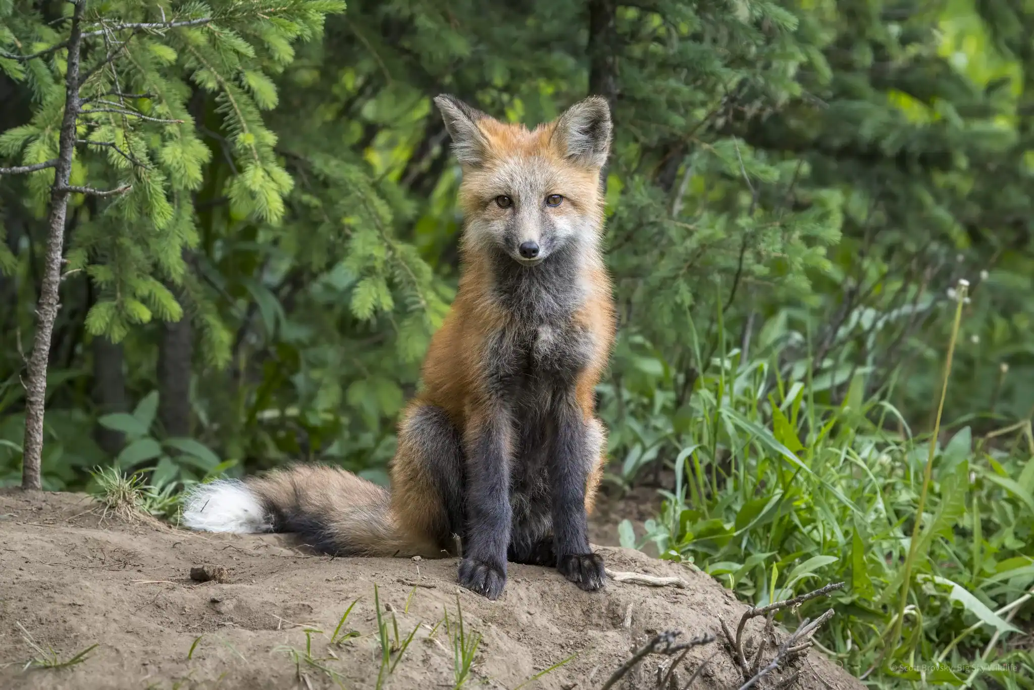 Fox Kits in Yellowstone, One with some Melanism Check out these two Red Fox siblings. One of them is showing some melanism, a genetic mutation that results in an increased amount of dark pigmentation, making his/her fur appear black or significantly darker than the typical red and white of the species. Melanism in red foxes, scientifically known as *Vulpes vulpes*, is much less common than in other species, such as the black panther, which is a melanistic form of leopards or jaguars. In red foxes, this trait is particularly rare and is the result of a recessive allele. This means that both of the parents must carry this allele to produce a melanistic offspring like this one, a genetic combination that is uncommon in the wild.