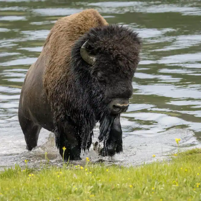 A Bison Bull emerges from the Yellowstone River It is amazing how fast these American Buffalo bulls can swim at their massive size. Adult Bison bulls stand 6ft tall and can weigh over 2,000 pounds. They are the largest land mammal in North America. Photographed July 14th 2024 by Scot Brovsky, Big Sky Wildlife.