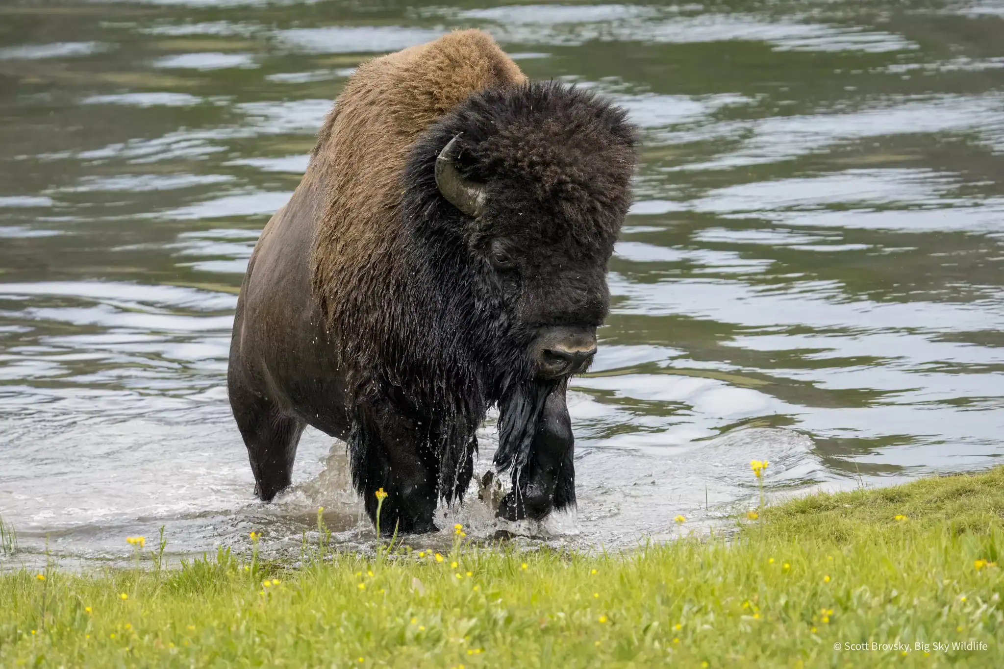 A Bison Bull emerges from the Yellowstone River It is amazing how fast these American Buffalo bulls can swim at their massive size. Adult Bison bulls stand 6ft tall and can weigh over 2,000 pounds. They are the largest land mammal in North America. Photographed July 14th 2024 by Scot Brovsky, Big Sky Wildlife.