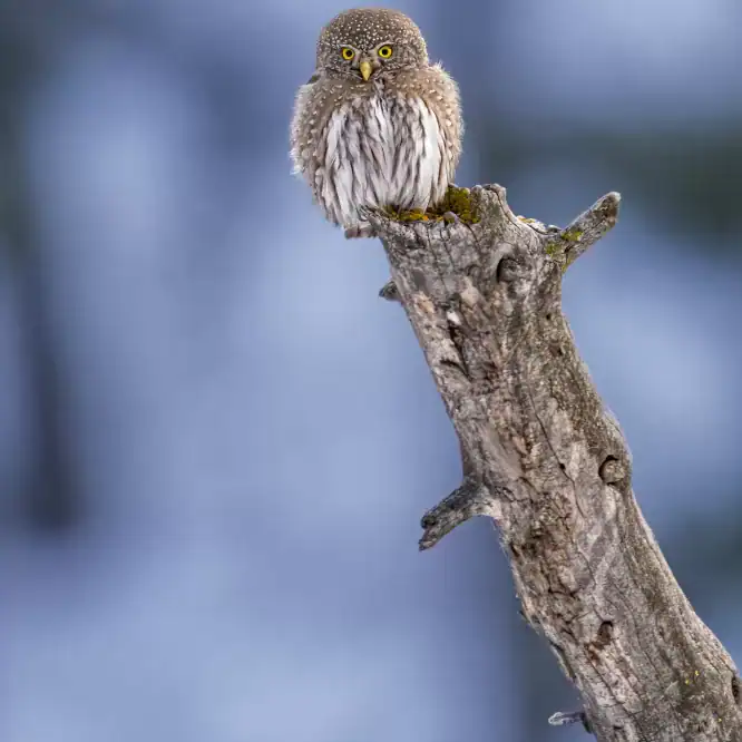 A Northern Pygmy Owl, Yellowstone's Tiny Predator Nestled in the forests of Yellowstone National Park, the Northern Pygmy Owl stands out not for its size, but for its mighty spirit. Despite being one of the smallest owls in North America, measuring just 6-7 inches tall, this diminutive raptor is a formidable hunter. With its sharp talons and keen eyesight, it preys on insects, small birds, and even animals as large as itself, proving that courage and skill know no size. Photographed March 10th 2024.