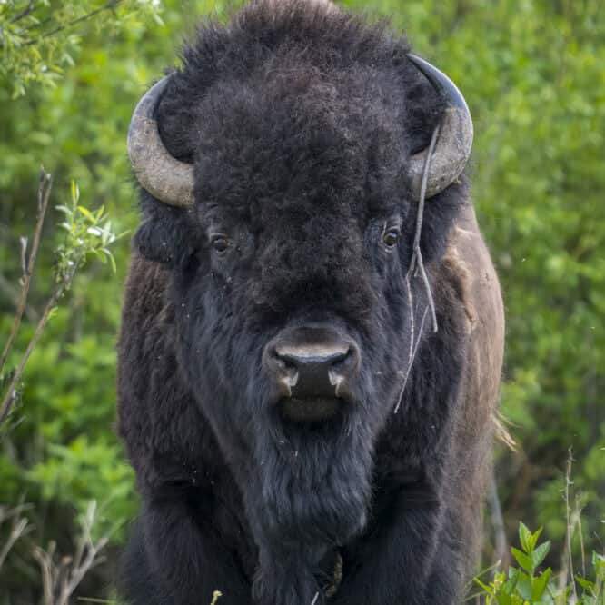 A very large Bison Bull comes out of the Willows in Northeast Yellowstone. This is part of my new Solo Encounter Series. In these photos, it is just me and the wild animal. I’m not in a line of photographers getting the same shot as dozens of other people. See photos of a Yellowstone “Bear Jam” or of the 100+ photographers taking pictures of the famous grizzly sow 399 in Grand Teton to get a sense of what Im talking about. Photographed June 15th 2024 by Scott Brovsky, Big Sky Wildlife.