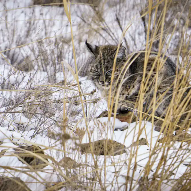 (Bob)cat nap. The hot weather here in Yellowstone had me thinking of a snowy day watching this beautiful bobcat earlier this year.