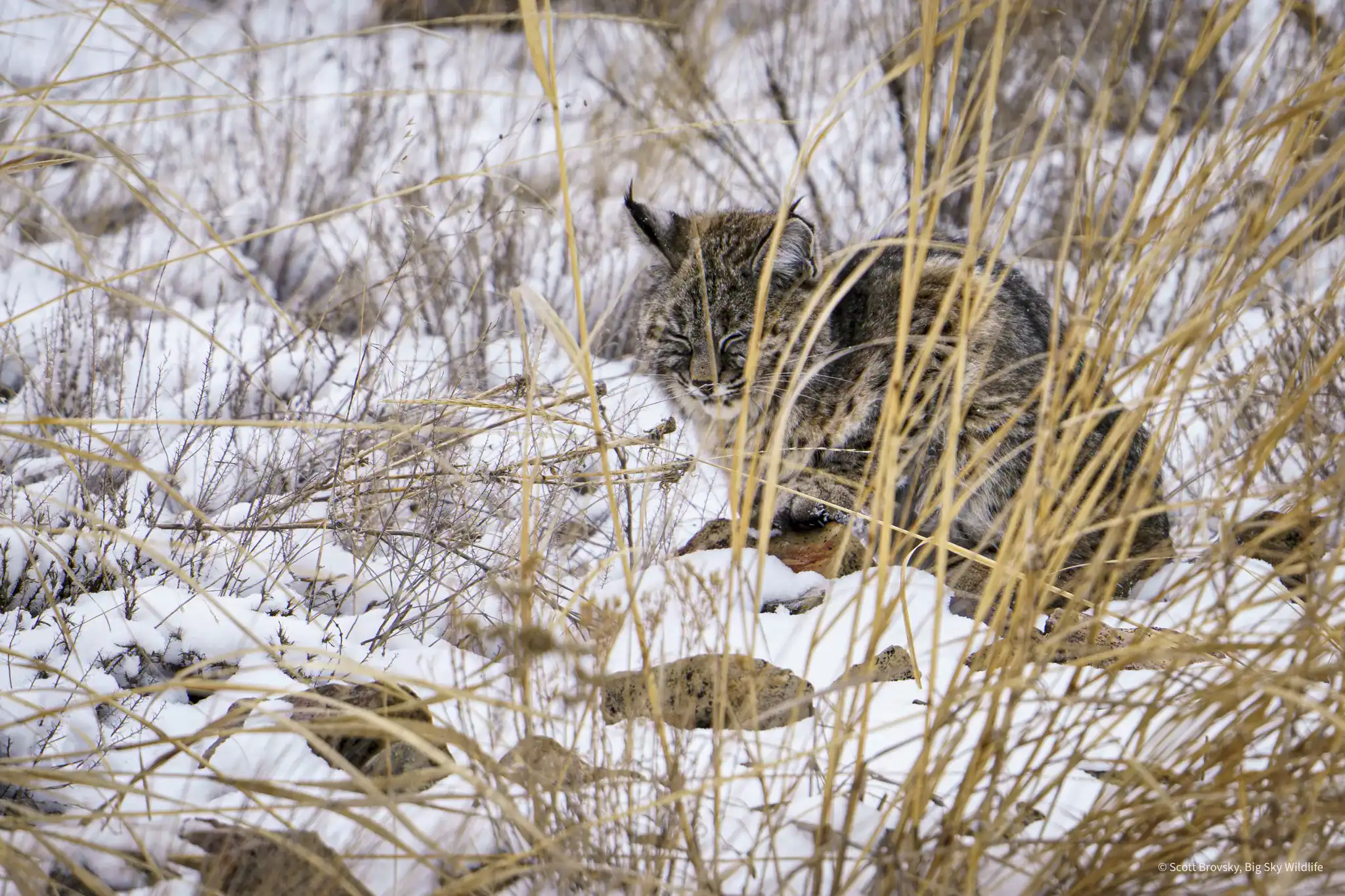 (Bob)cat nap. The hot weather here in Yellowstone had me thinking of a snowy day watching this beautiful bobcat earlier this year.