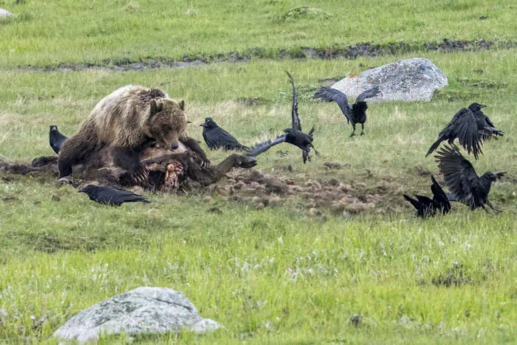 Mine. A younger female Grizzly Bear with blonde fur guards a bison carcass in the Northern Range of Yellowstone. The bison apparently had died of natural causes. Photographed May 23rd 2024 by Scott Brovsky, Big Sky Wildlife.