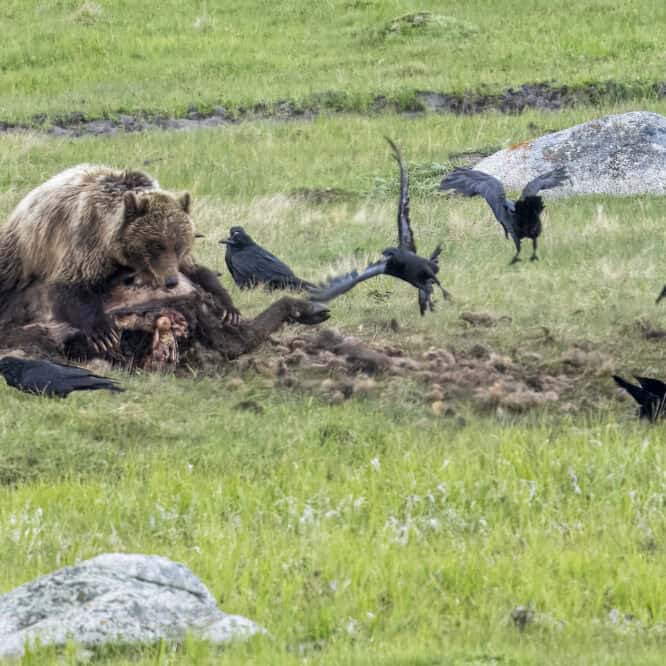 Mine. A younger female Grizzly Bear with blonde fur guards a bison carcass in the Northern Range of Yellowstone. The bison apparently had died of natural causes. Photographed May 23rd 2024 by Scott Brovsky, Big Sky Wildlife.