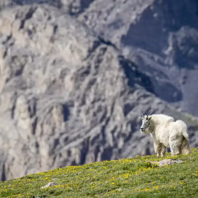 A Mountain Goat in Wildflowers in the Beartooth Mountains This mountain goat was part of a herd of 33 goats that included 6 kids (baby mountain goats). They graze in the alpine ecosystem of the Beartooth Mountains of Wyoming and Montana up above 10,000ft. Photographed June 30th 2024.