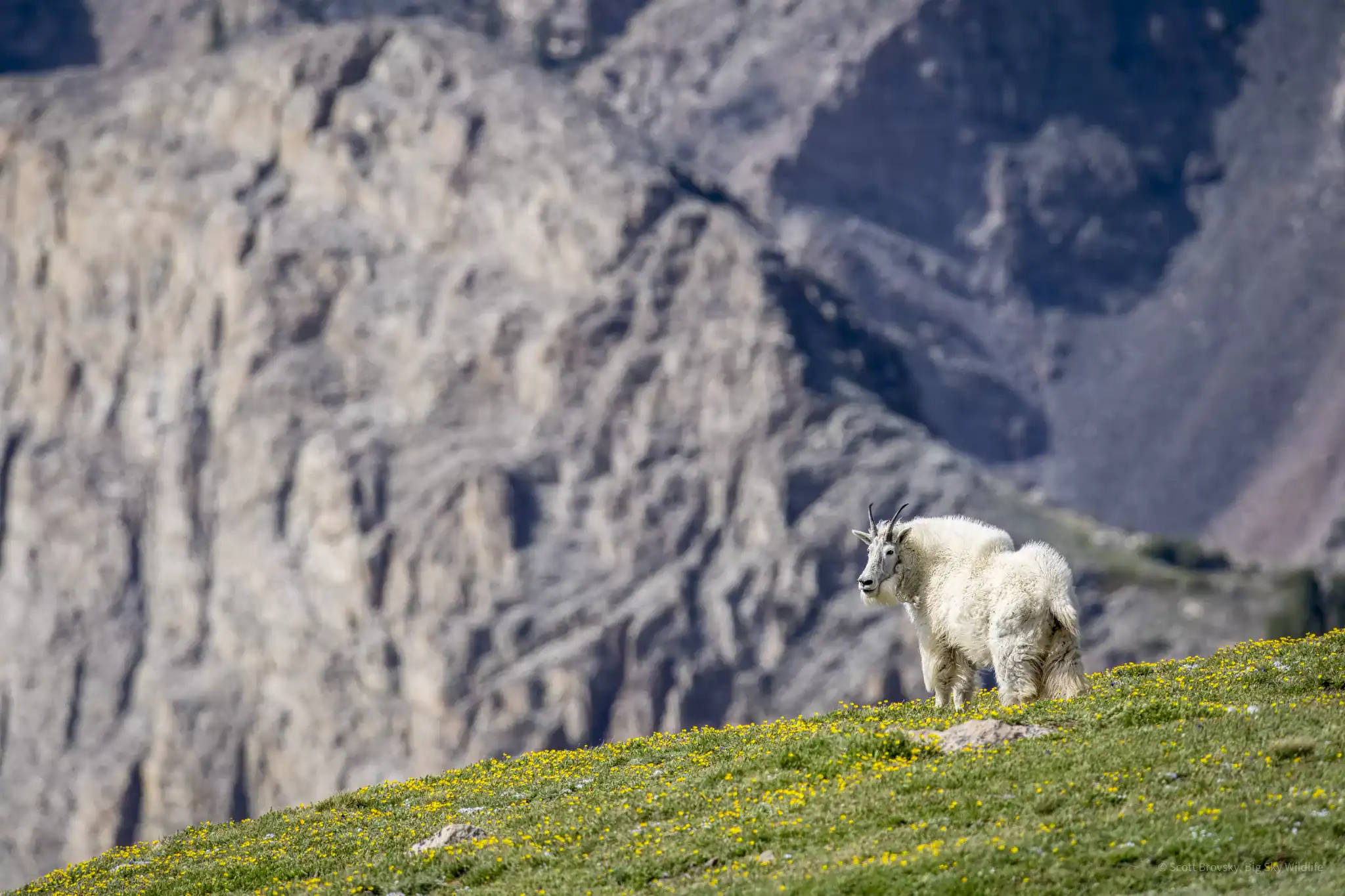 A Mountain Goat in Wildflowers in the Beartooth Mountains This mountain goat was part of a herd of 33 goats that included 6 kids (baby mountain goats). They graze in the alpine ecosystem of the Beartooth Mountains of Wyoming and Montana up above 10,000ft. Photographed June 30th 2024.