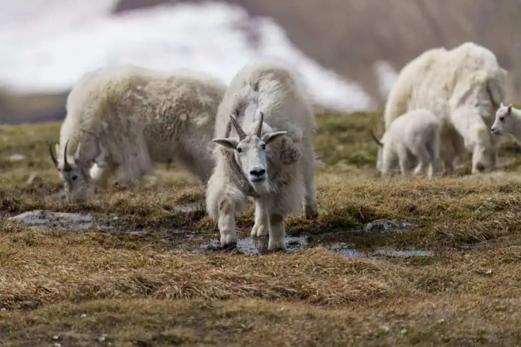 Fun to photograph this herd of 27 Mountain Goats with their kids. They are up in an Alpine ecosystem at 10,700ft in the Beartooth Mountains. Photographed June 24th 2024, by Scott Brovsky Big Sky Wildlife.