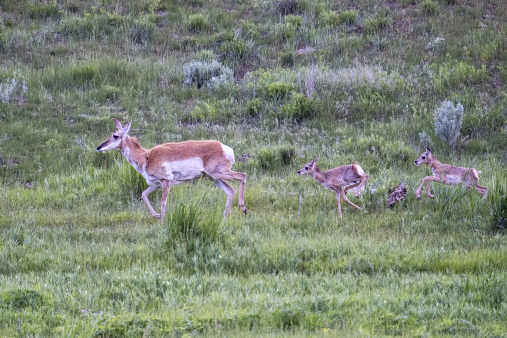 This Pronghorn mom decided to flee from a pair of courting Black Bears and her 2 young fawns followed behind her and kept up well. Photographed June 11th 2024 in the Northern Range of Yellowstone by Scott Brovsky Big Sky Wildlife.