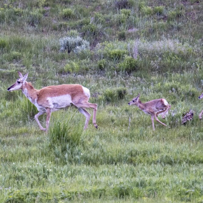 This Pronghorn mom decided to flee from a pair of courting Black Bears and her 2 young fawns followed behind her and kept up well. Photographed June 11th 2024 in the Northern Range of Yellowstone by Scott Brovsky Big Sky Wildlife.