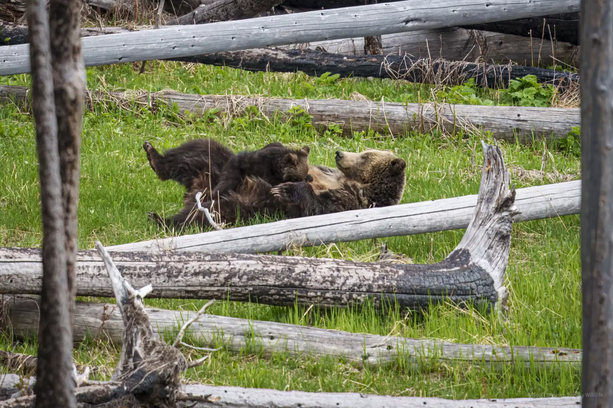 The Grizzly mom known as Raspberry breastfeeds her Coy (Cub of the Year) at Yellowstone Lake on June 7th 2024.