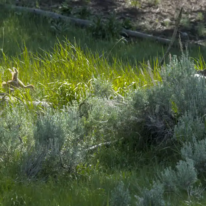 A Sandhill Crane family in the forest Two Sandhill crane colts try to keep up with their parents in the forest away from the pond. Obstacles that the adults step over like this log take more effort for the young ones. Photographed in Yellowstone on June 15th 2024.