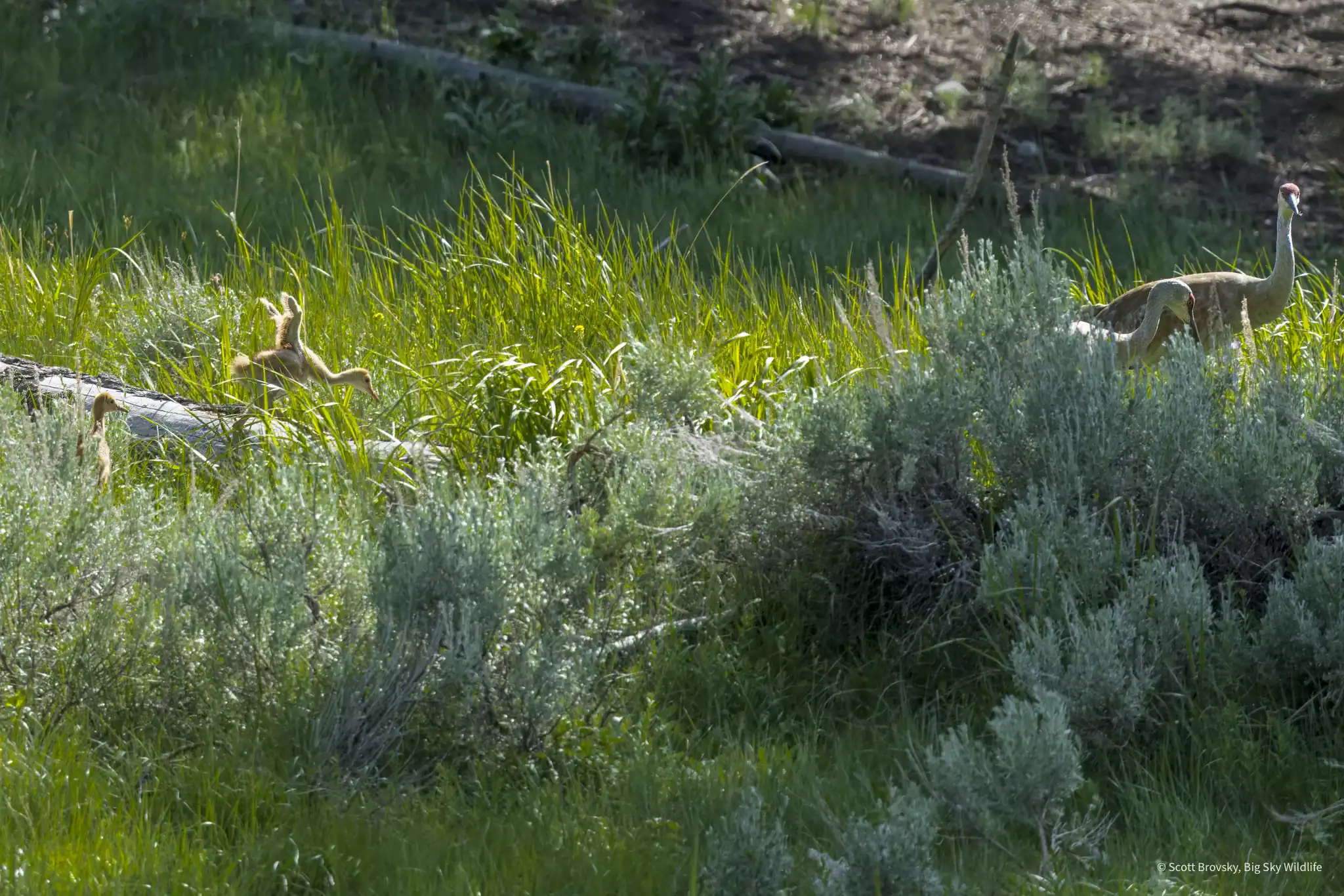 A Sandhill Crane family in the forest Two Sandhill crane colts try to keep up with their parents in the forest away from the pond. Obstacles that the adults step over like this log take more effort for the young ones. Photographed in Yellowstone on June 15th 2024.