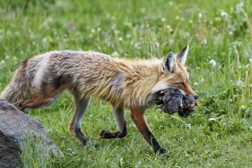 Now that’s a Mouthful The annual Yellowstone 4th of July rodent eating contest is off to a strong start. Photographed in Northeastern Yellowstone on June 29th 2024 by Scott Brovsky, Big Sky Wildlife.